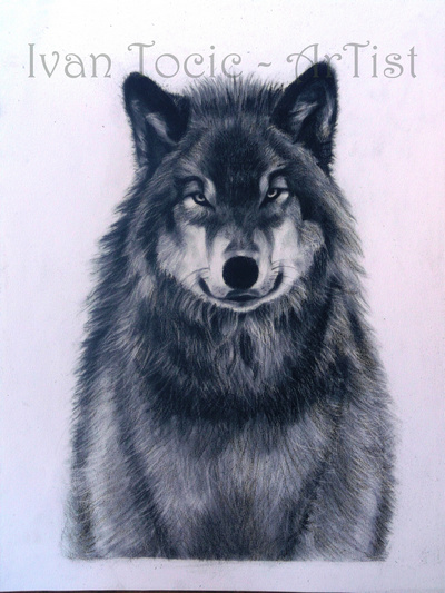 Ivan Tocic Gallery